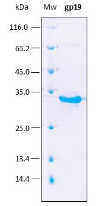 SDS-PAGE analysis (15%) of 4 μL of recombinant gp19. Purity is > 95% as determined by gel electrophoresis